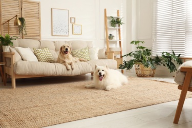 愛犬と暮らすのに最適！土間のある家のメリットとは？事例やポイントをくわしく紹介