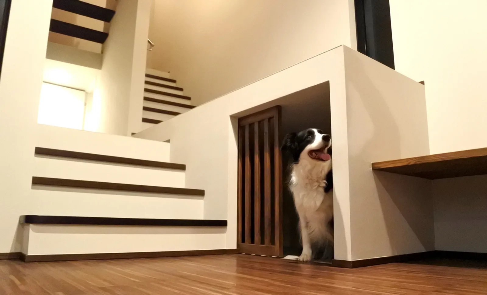 家で快適に過ごす犬
