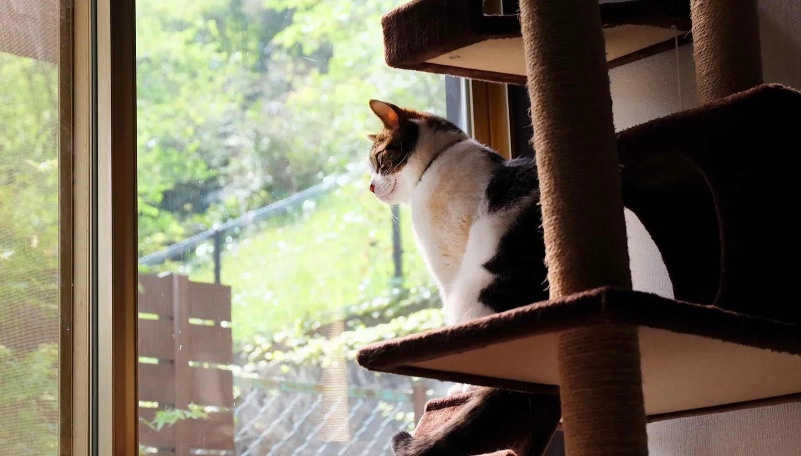 家で快適に過ごす猫