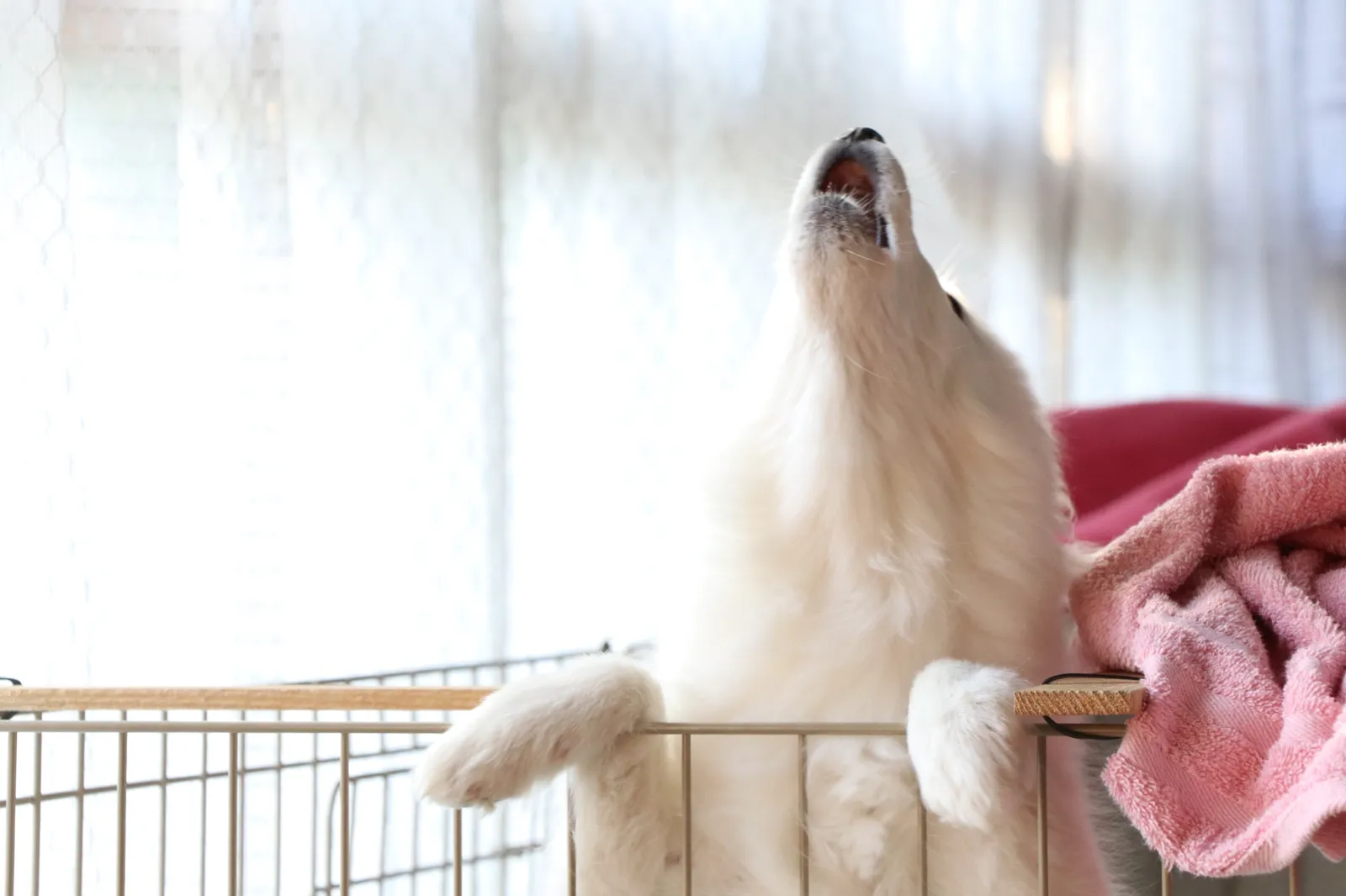 上を向いて吠える犬