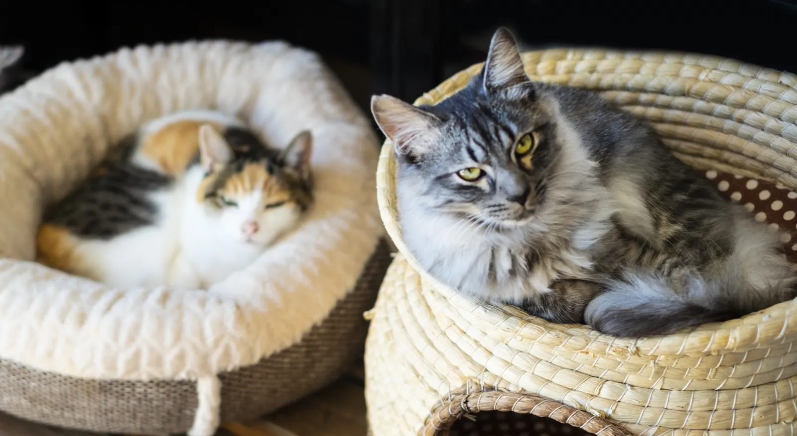 多頭飼いされている2匹の猫