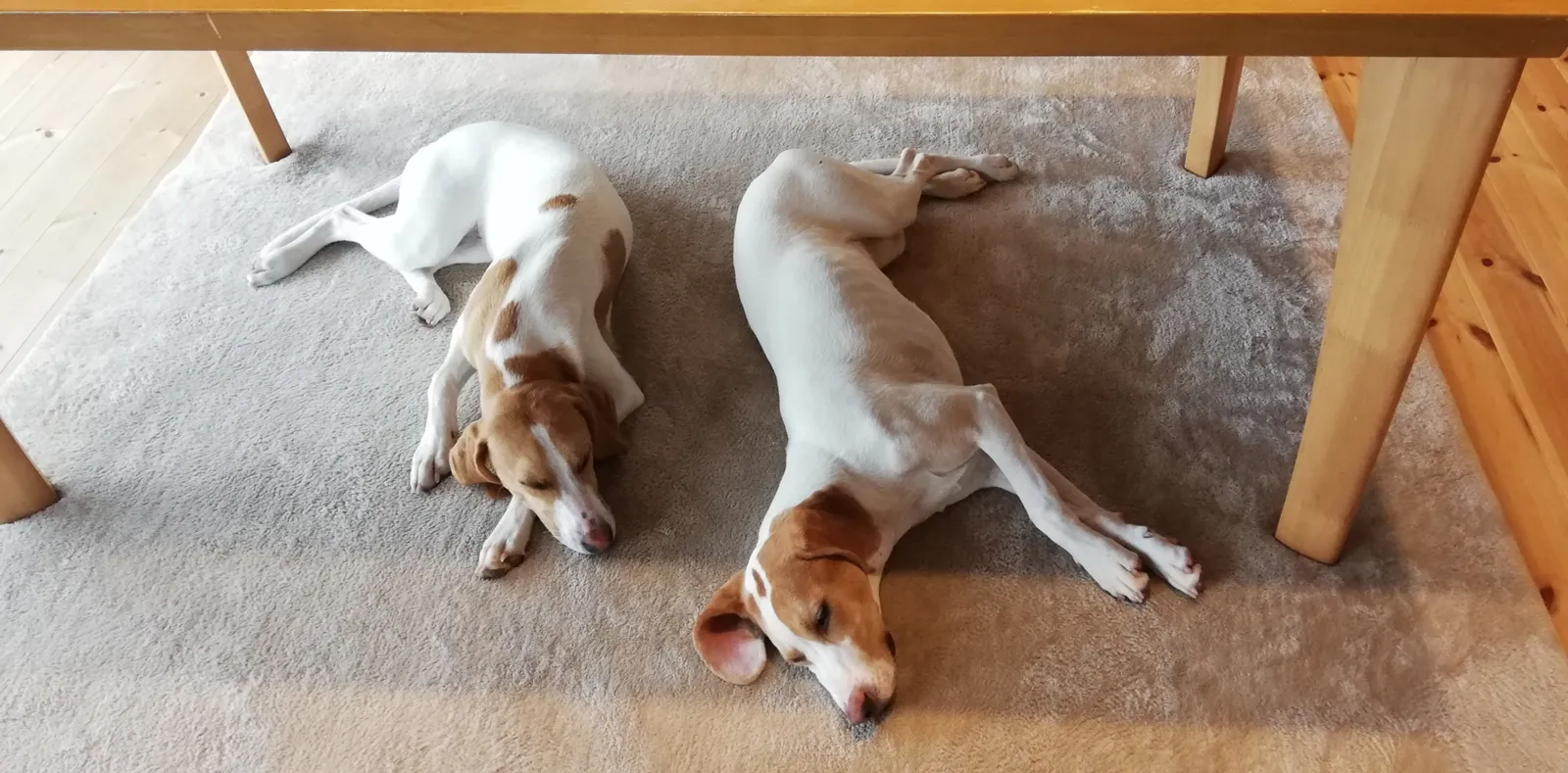 留守番する2匹の犬